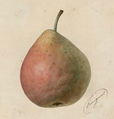amanlis-1