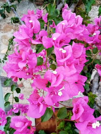 Bougainvilliers...