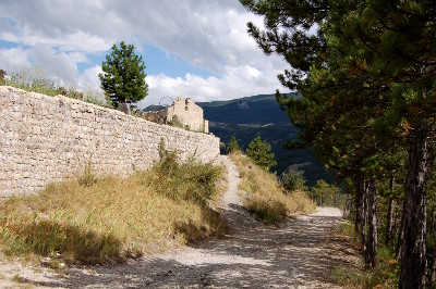 À l'ombre des pins