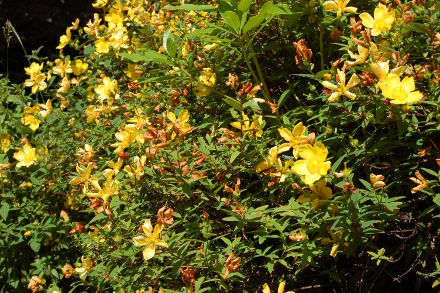 Dans les jardins de Quinipily