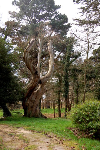 Les arbres du château du diable...