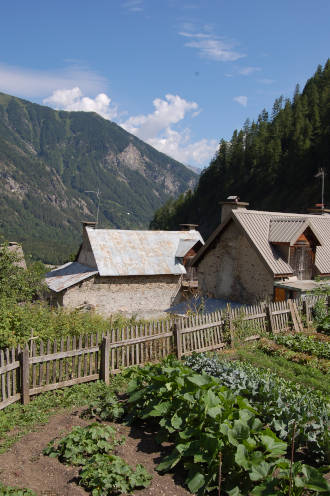 Plantes et potager...