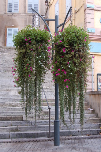 Les fleurs et l'escalier...