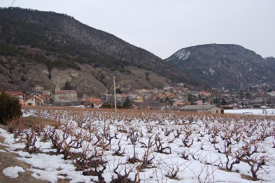 La vigne attendait l'été sous son blanc manteau