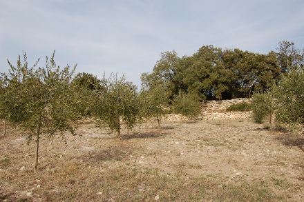 Bientôt les olives...