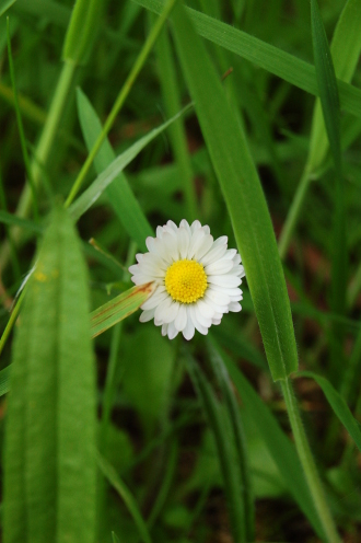 Marguerite dans la prairie...