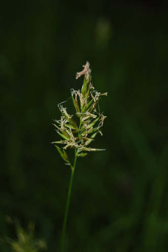 Fétuque à <strong>Kervignac</strong>