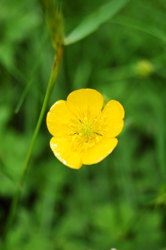 Bouton d'or et renoncules...