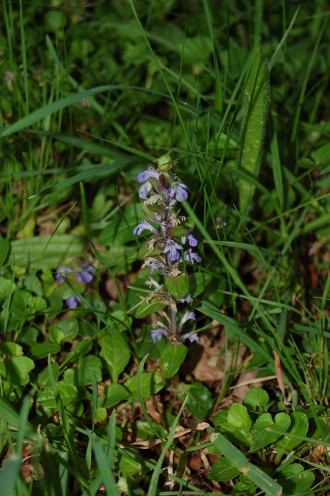 Dans les herbes, une fleur...