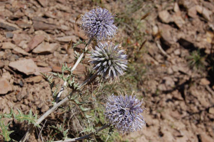 Échinops à tête ronde