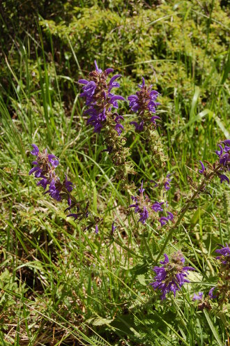la-freissinouse-10