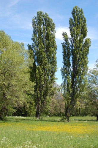 la-freissinouse-7