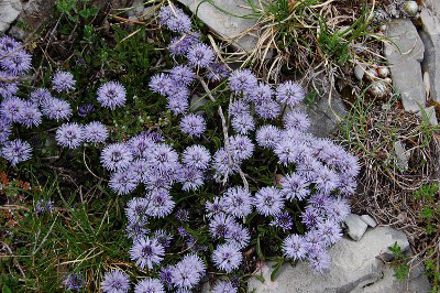 Fleurs alpines...