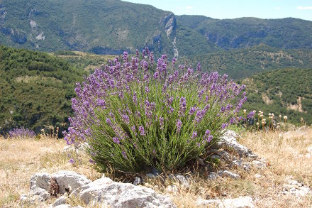 Lavande et grands espaces...