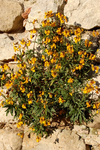 Elle bénéficie du soleil de Provençe