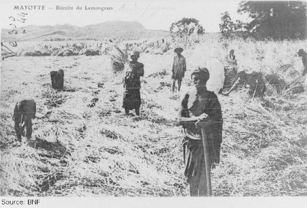 La récolte du lemongrass en 1928
