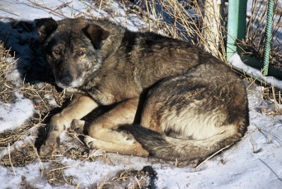 mongolie-17