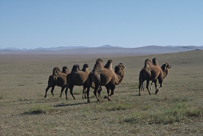 chameaux de Bactriane