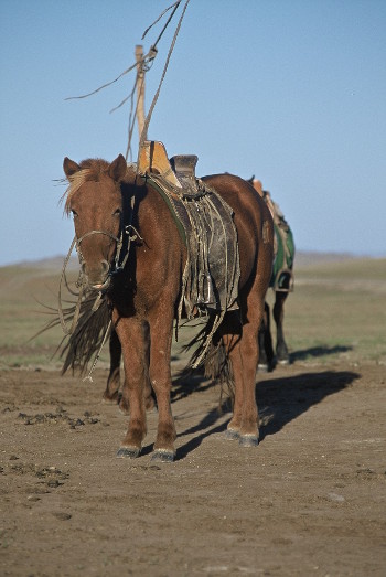mongolie-38