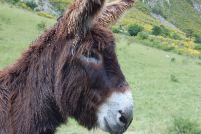 Baudet du Poitou