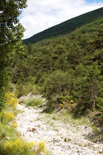 Torrent d'été...