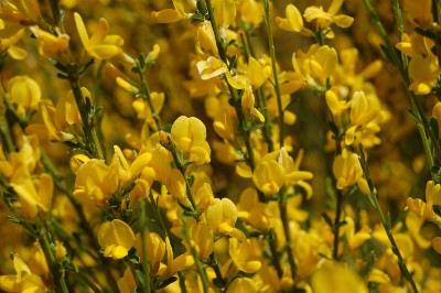 Fleurs au printemps