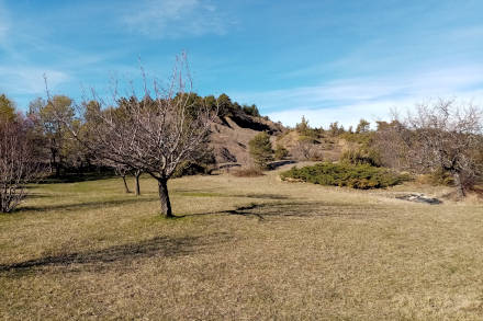 Quelques arbres de plein-vent