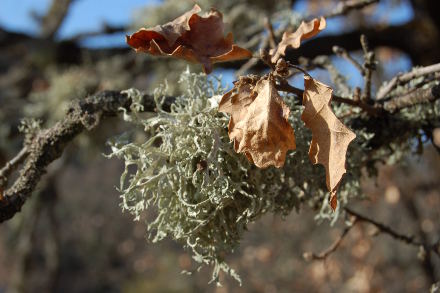 Lichen et feuille de rouvre...