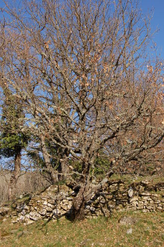 Arbre, vieilles pierres et lichens...