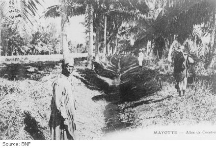Allée de cocotiers en 1928