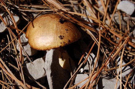 Épines et champignon...