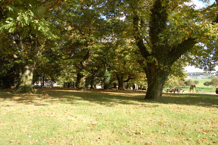 Des arbres majestueux...