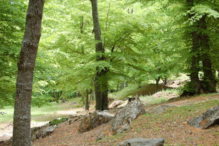 Forêt de hêtres de Pontis