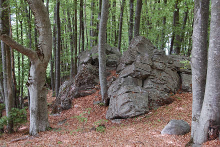 Balade sous les hêtres