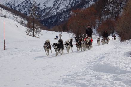 Ils trainent près de L'Echalp...