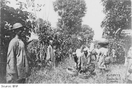 La récolte de la vanille en 1928
