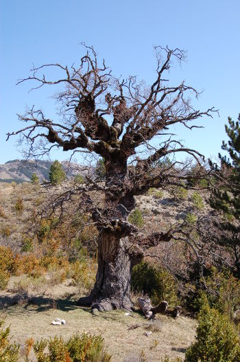 Vieil arbre au bord du chemin