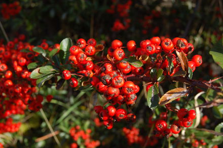 Jardins et pyracantha...