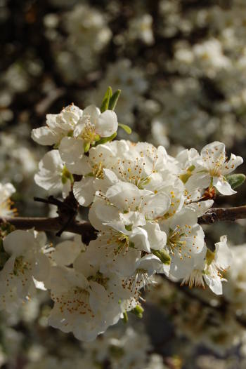 Printemps et cerisiers en fleurs...