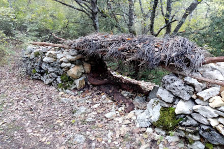 Regardez bien sous les branchages !