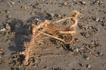 Sur la plage de Sète...