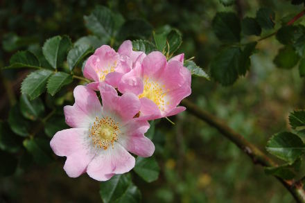 Fleurs d'églantier...