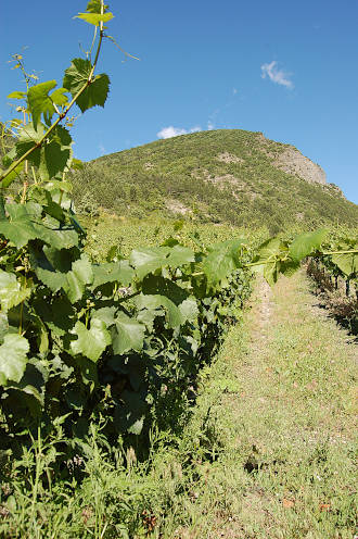 Vendanges en vue...